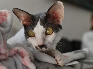 cornish rex